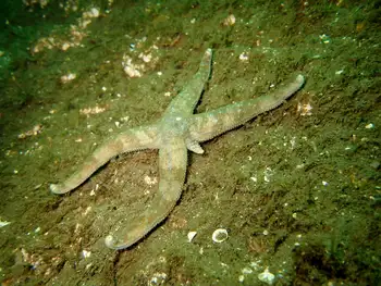 Mottled Star
