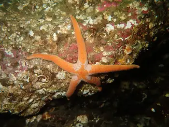 Armpit Blood Star