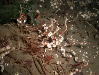 Prolific Three Section Tube Worms