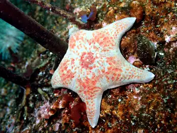 Leather Star