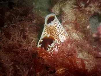 Rough Piddock Clam