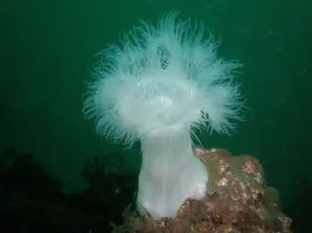 Metridium Anemone