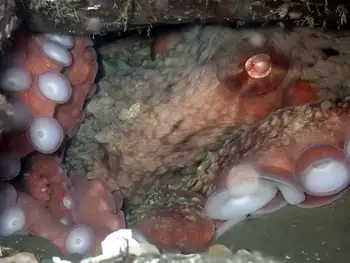 Giant Pacific Octopus