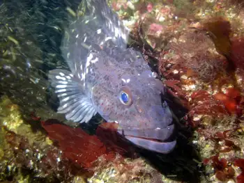 Lingcod