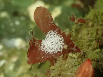 Eggs Nudibranch