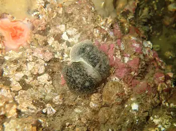 nanaimo nudibranch