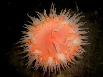 Painted Anemone