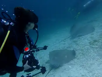 Sting Rays