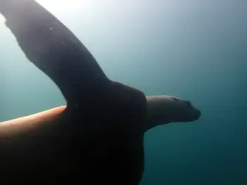 California Sea Lion