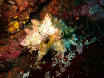 conch
