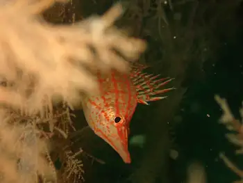 longnosed hawkfish