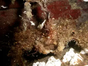 Graceful Decorator Crab