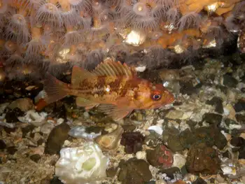 Young of Year Rockfish