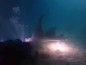 Reef Manta