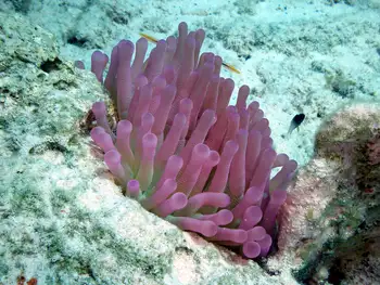 Giant Anemone
