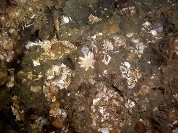 Sunflower Star