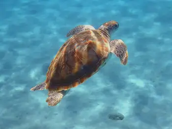Green Sea Turtle