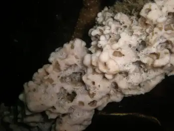 Sponges