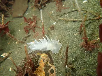 Alabaster Nudibranch
