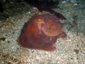 Giant Pacific Octopus