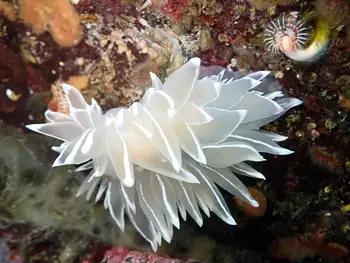 Alabaster Nudibranch