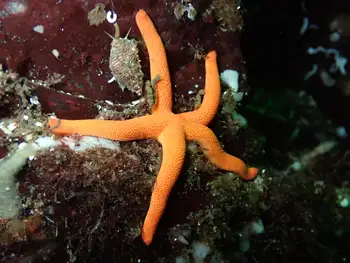 Blood Star