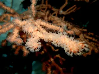 bubblegum coral