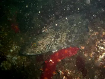Lingcod