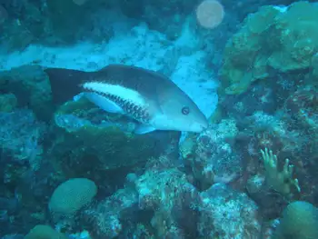 queen parrotfish