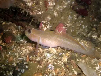 Blackeye Goby