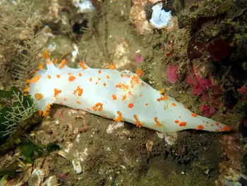 Modest Clown Nudibranch