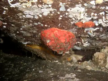 Red Creeping Pedal Sea Cucumber