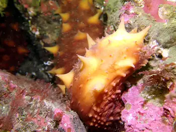 California Sea Cucumber