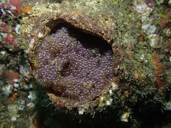 Eggs Fish