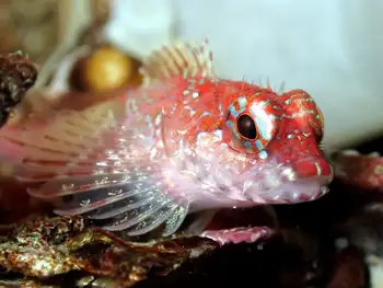 Scalyhead Sculpin