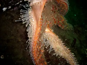 Sunflower Star