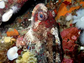 Red Irish Lord Sculpin