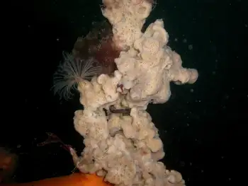 Hard Gnarled Clump Sponge