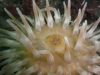 Painted Anemone