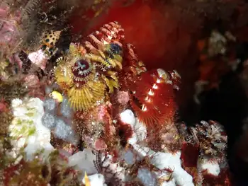 Feather Duster Worms