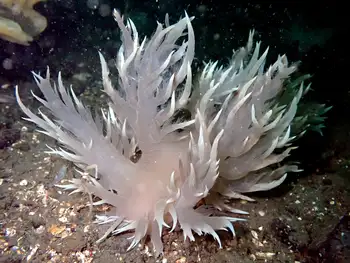 Giant Nudibranch