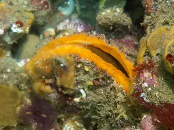 Rock Scallop
