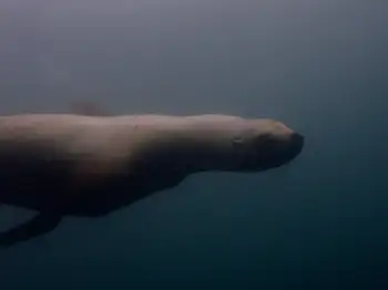 California Sea Lion