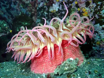 Crimson Anemone