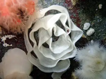 Eggs Nudibranch