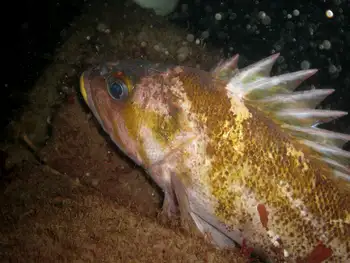 Copper Rockfish