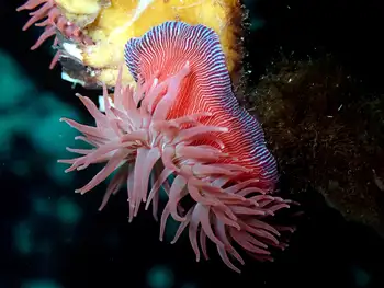 Proliferating Anemone