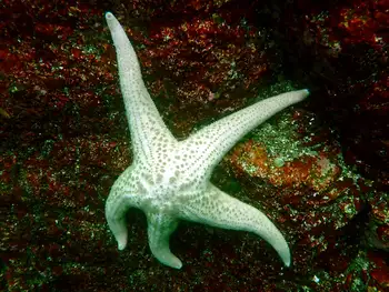 Giant Pink Star