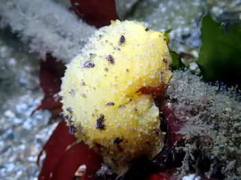 Monterey Sea Lemon