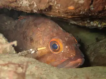 Rockfish